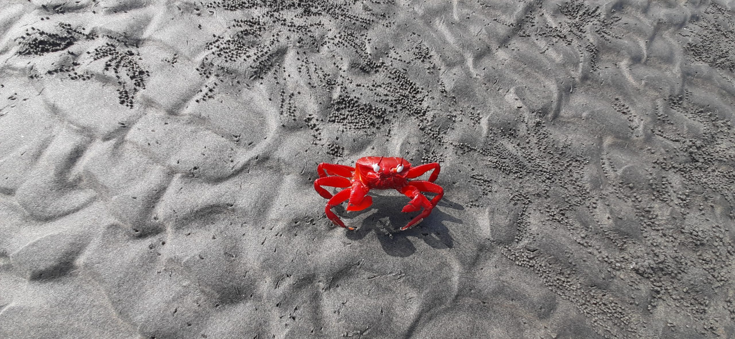 Red Crab Clicked By Humayan Kabir 